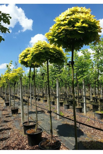 Клен гостролистий Голден Глоб | Acer platanoides Golden Globe | Клен остролистный Голден Глоб